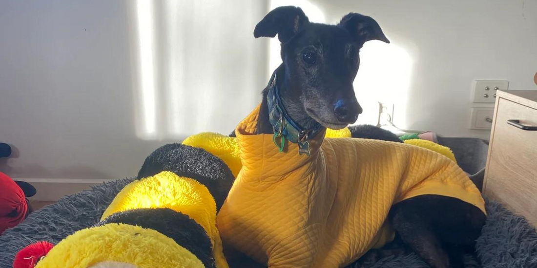 Prioritising Self-Care as a Dog Owner: 7 Strategies for a Healthy Balance