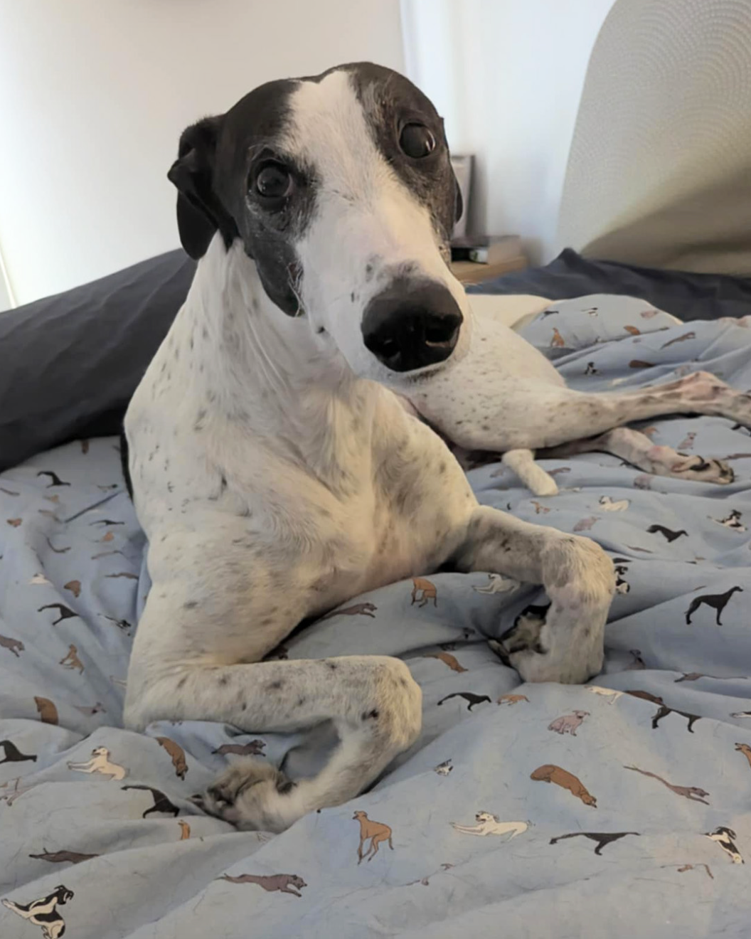 Greyhound Quilt Cover Set