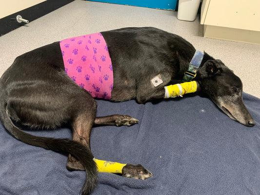 Surviving Bloat: A Journey of Resilience With My Greyhound