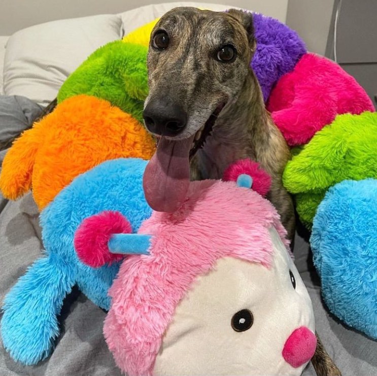 Cuddlepillar greyhound cheap