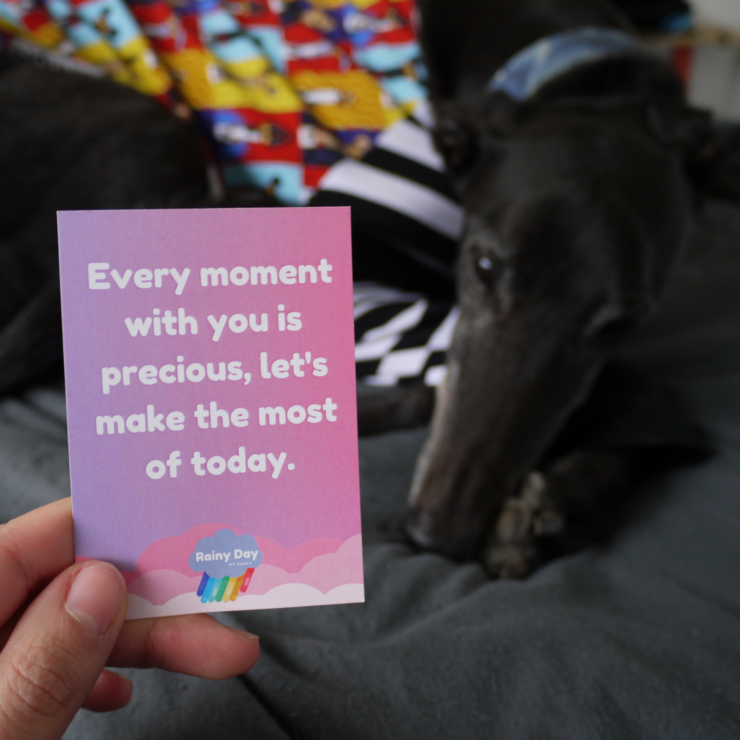 Affirmation card deck: What would your dog say?