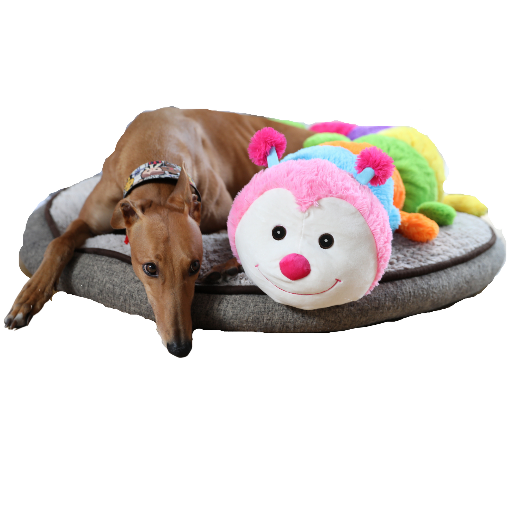 Greyhound caterpillar toy best sale