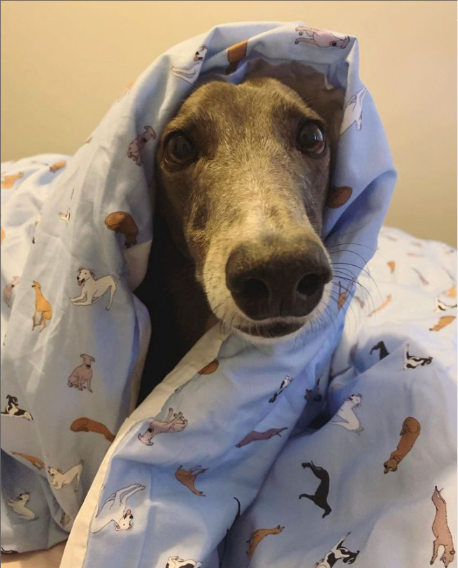 Greyhound Quilt Cover Set